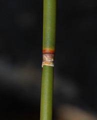 Askidiosperma insigne