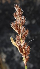 Askidiosperma insigne