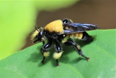 Laphria macquarti