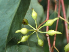 Eucalyptus rudis
