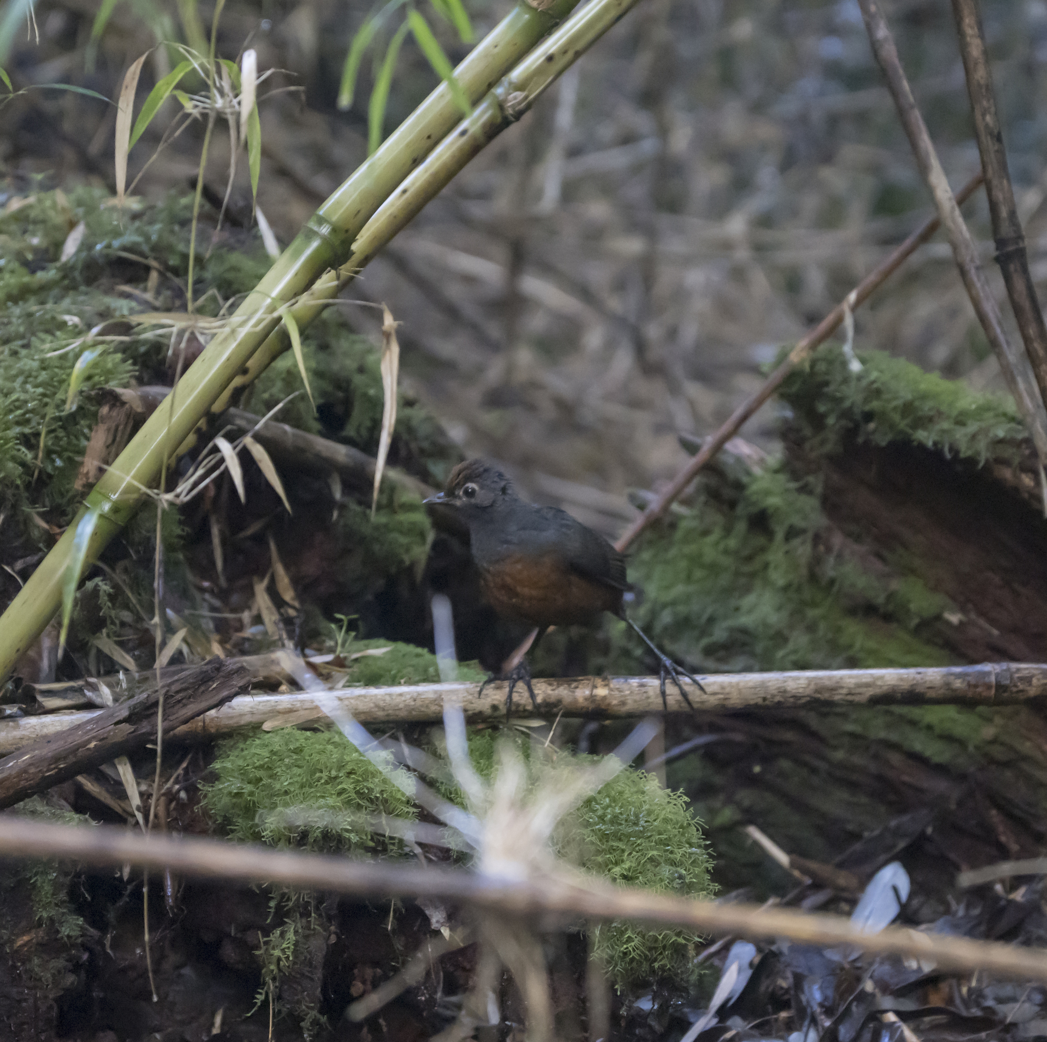 Black-throated Huet-huet (Pteroptochos tarnii), photo 8