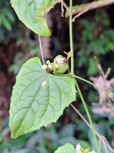Zehneria mucronata observed 2026-05-31