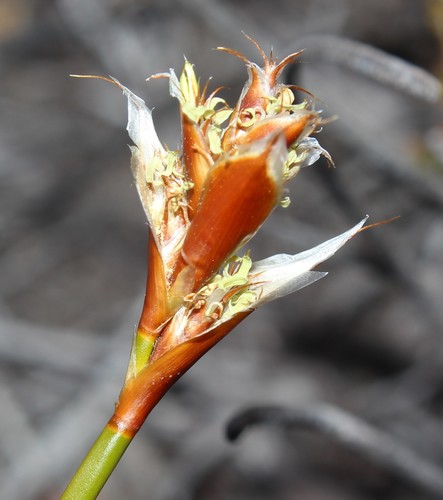 Image of Restio virgeus by (c) Brian du Preez, some rights reserved (CC BY-SA)