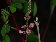 Indigofera bungeana