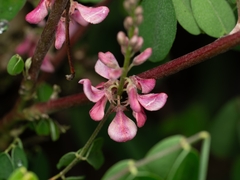 Indigofera bungeana, photograph (c) angryphyco, some rights reserved (CC BY)