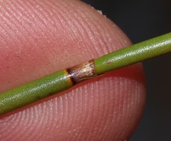 Askidiosperma capitatum