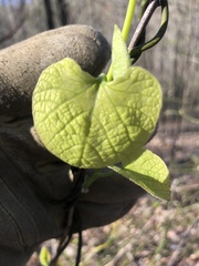 Aristolochia macrophylla