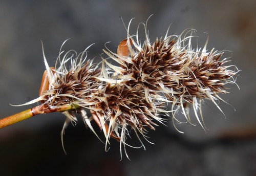Askidiosperma capitatum (Askidiosperma capitatum)