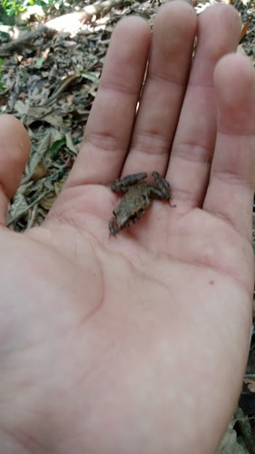 Perez's Snouted Frog