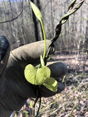 Aristolochia macrophylla