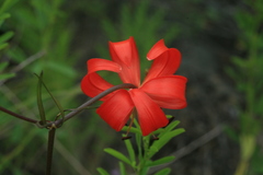 Lilium pumilum