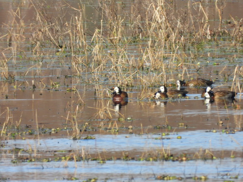iNaturalist: (c) Mica, some rights reserved (CC BY-NC), uploaded by Mica iNaturalist image