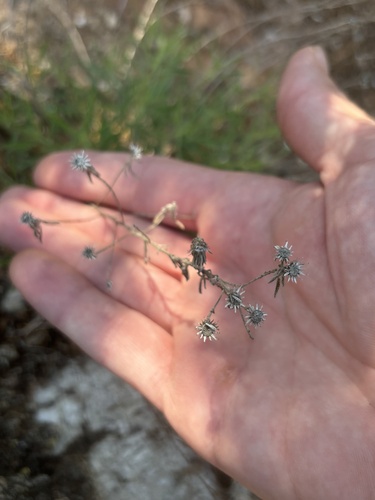 Heterotheca stenophylla, photograph 5