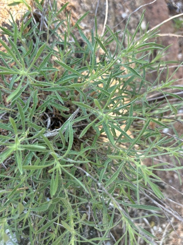 Heterotheca stenophylla, photograph 6