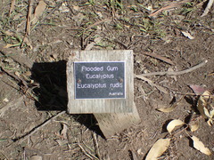 Eucalyptus rudis