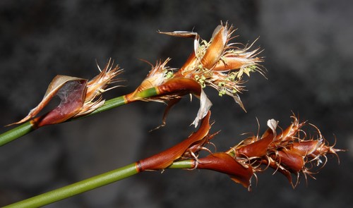 Image of Restio ocreatus by (c) Brian du Preez, some rights reserved (CC BY-SA)