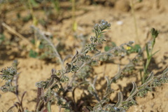 Rochelia retorta