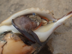 Tibia insulaechorab