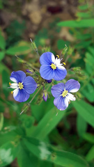 Veronica syriaca