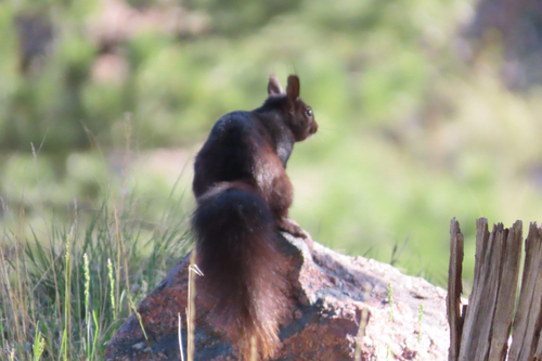 Abert's Squirrel observed by nancycklasky