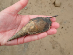 Tibia insulaechorab
