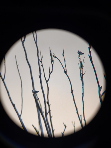 Black-winged Kite