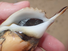 Tibia insulaechorab