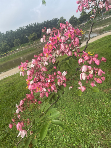 Java Cassia
