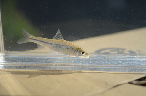 Squalidus japonicus — Cyprinidae — 3