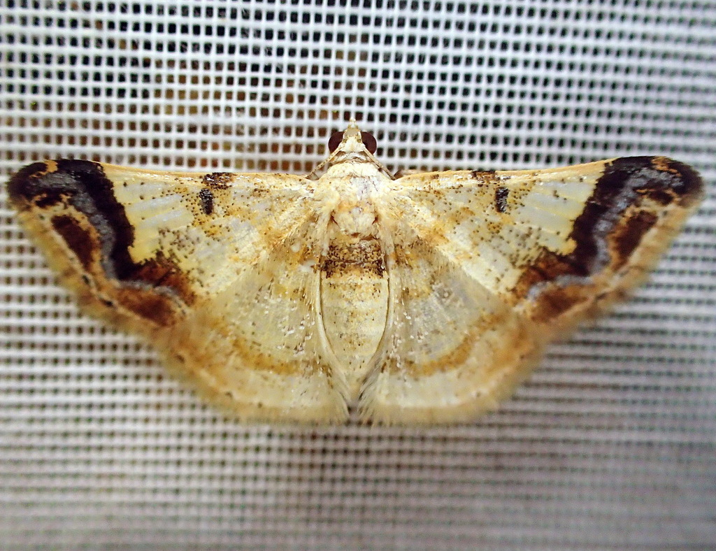 Berberodes delicata