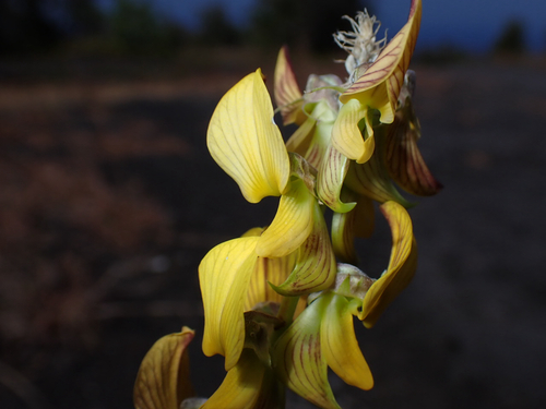 Crotalaria pallida observed 2026-05-31