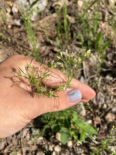 Cardamine parviflora, photograph 5