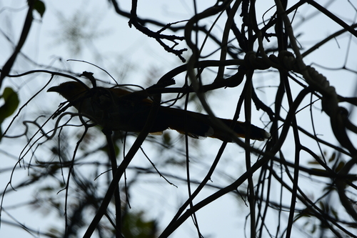 Mexican Squirrel-Cuckoo