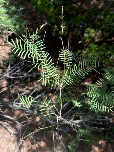 Prosopis glandulosa