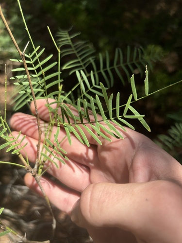 Prosopis glandulosa