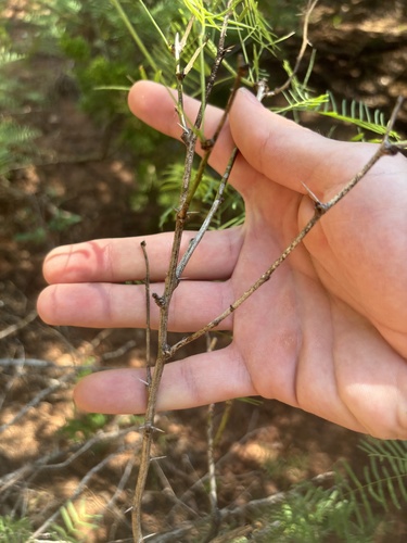 Prosopis glandulosa