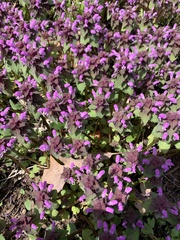 Lamium purpureum