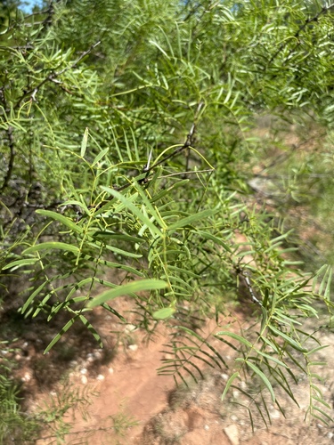 Prosopis glandulosa