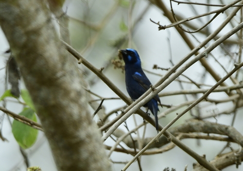 Blue Bunting