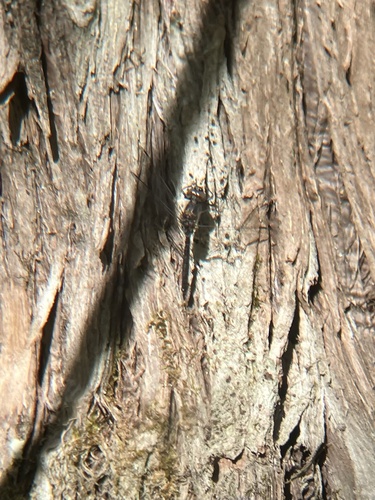 Ebony Boghaunter photo 4