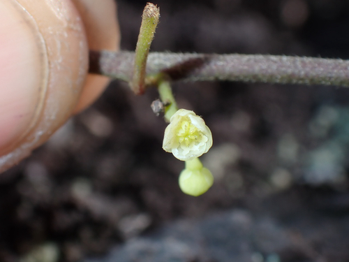 Cocculus orbiculatus observed 2026-05-31