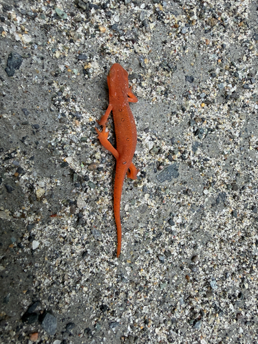 Eastern Newt