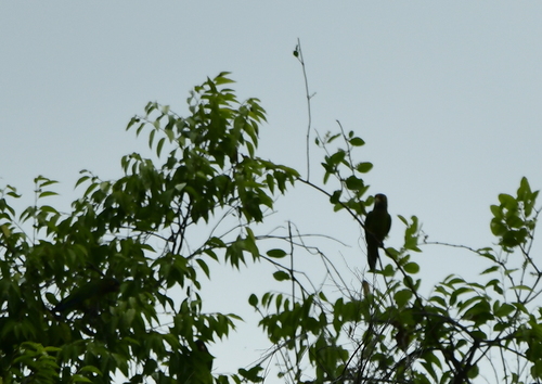 Orange-fronted Parakeet
