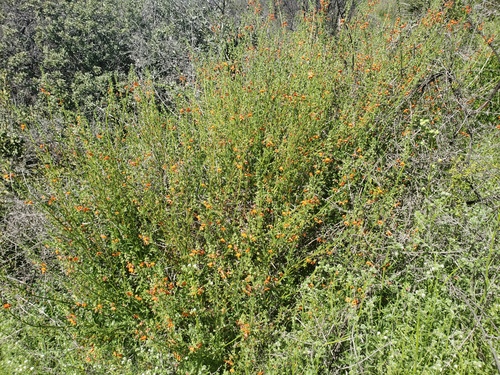 Mask flower (Alonsoa meridionalis)
