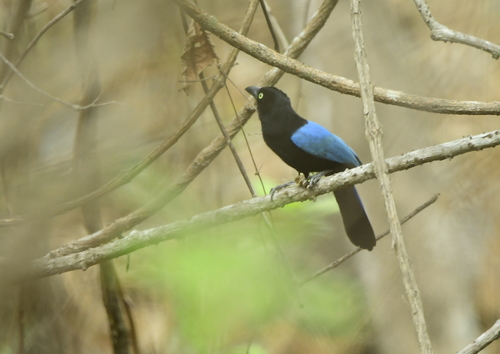 San Blas Jay