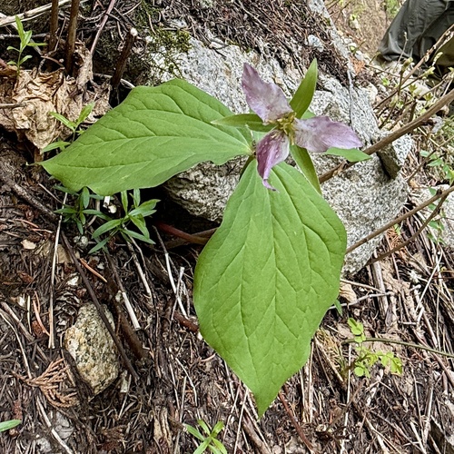 Pacific trillium