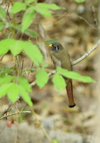 Coppery-tailed Trogon