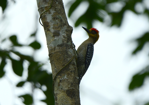 Golden-cheeked Woodpecker