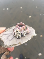 Paraconcavus pacificus