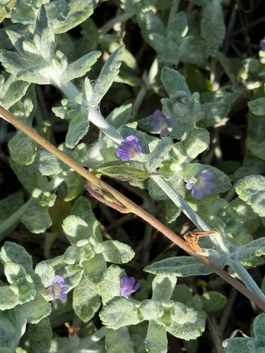 Stemodia lanata, photograph 4